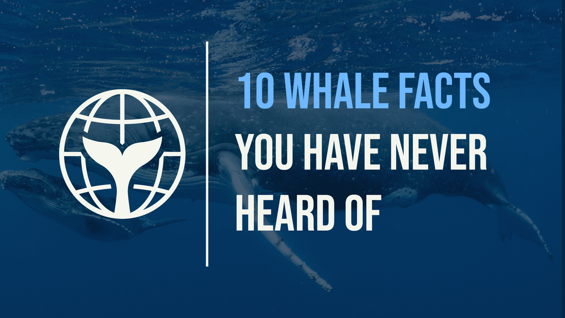 10 Whale Facts You Have Never Heard Of