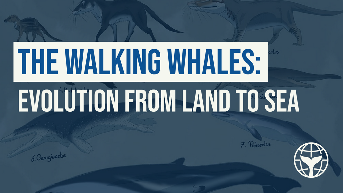 The Walking Whales: Evolution from Land to Sea