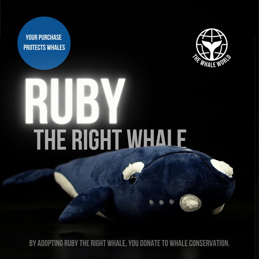 WhaleFriend™ Ruby the Right Whale